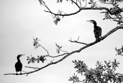 A Pair of Cormorants